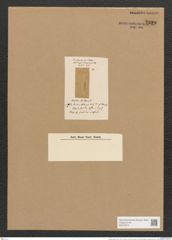 Amphora kittonii Lend.-Fortm. (de-Toni-Nr.: Genus 36, Species 1510) Zeichnungen Sammlung Grunow Nr. 2929 (NHMW-BOT-W0370274)